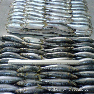 Zamrożone sardynki całe okrągłe oświetlenie złapało ryby 80-100G